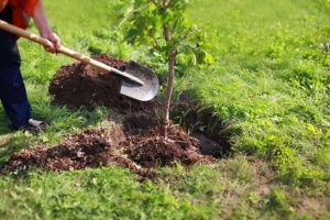 Someone planting a young tree.