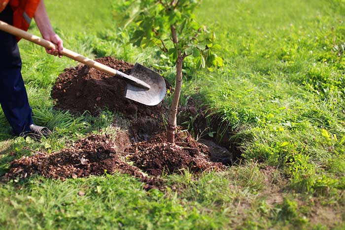 landscaping project
